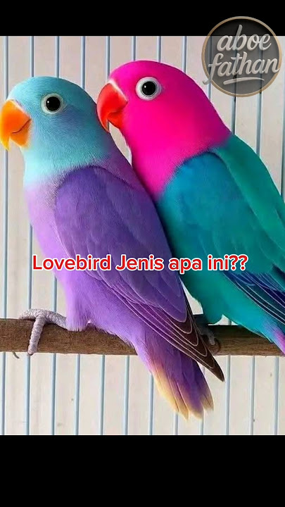 wow Beautiful Lovebird‼️Lovebird cantik