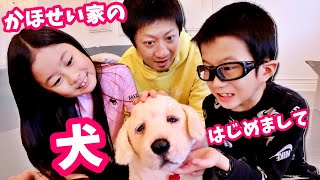 かほせい家に犬がやってきた❓