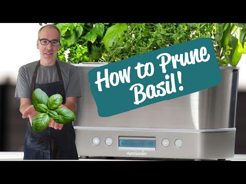 Pruning Genovese Basil | AeroGarden Harvest Elite