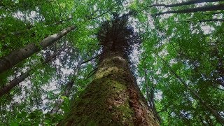 картинка: Праліси і старовікові ліси  Карпатського регіону