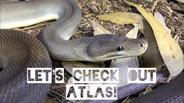 Python Profiles - Meet Atlas my Olive Python!