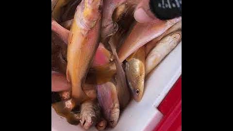 Địa điểm câu cá cần giờ - câu cá đù, cá ngát, cá úc và các loại cá khác