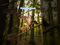 #DreamScreenAI#flying#squrrel