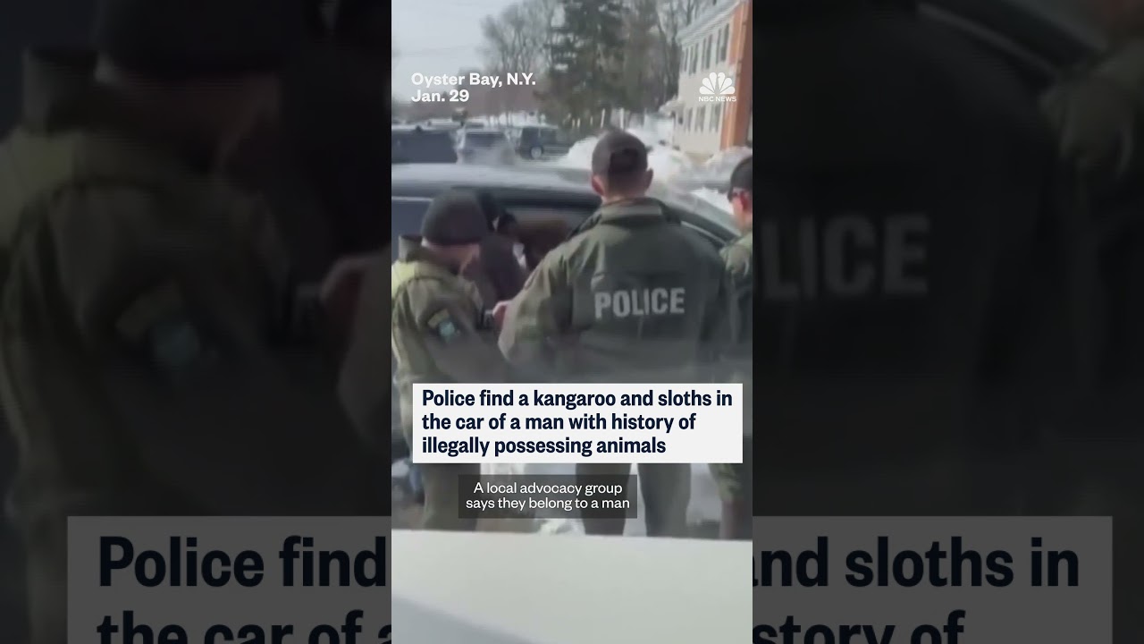 Police find kangaroo and sloths in car of a man with history of illegally possessing animals