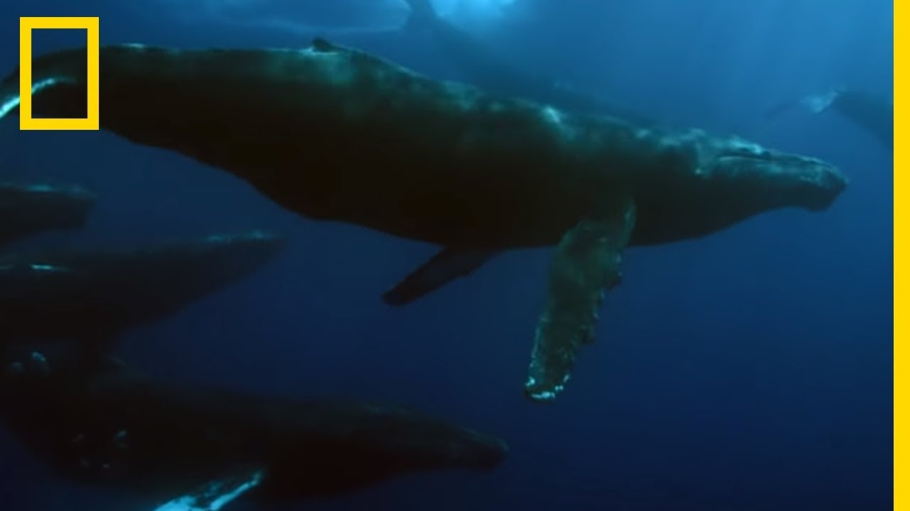 La baleine à bosse, plus gros animal de la planète YouTube