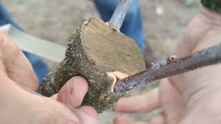 Grafting different plum varieties on one cherry plum root