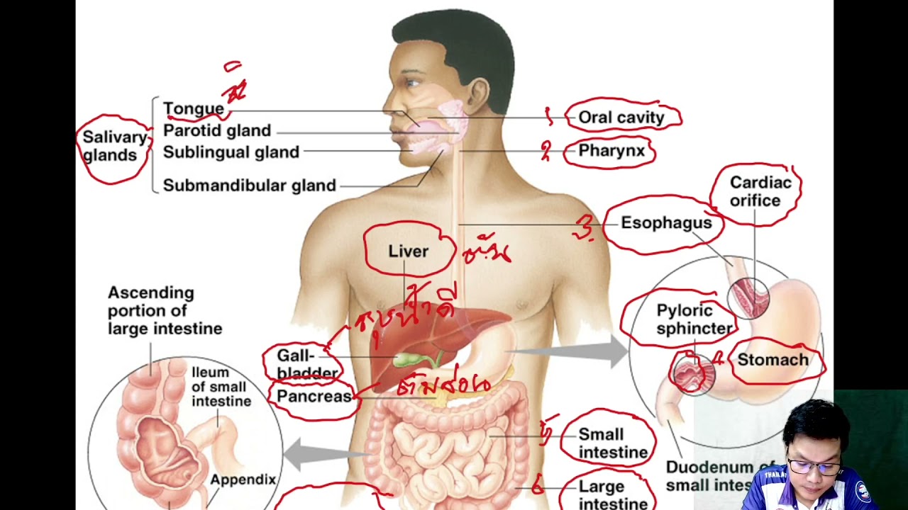 ระบบย่อยอาหาร ม.2  New  ระบบย่อยอาหาร (Digestive System)_Ep.1 ม.2