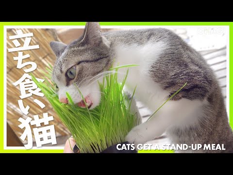 ムシャムシャ立ち食い猫