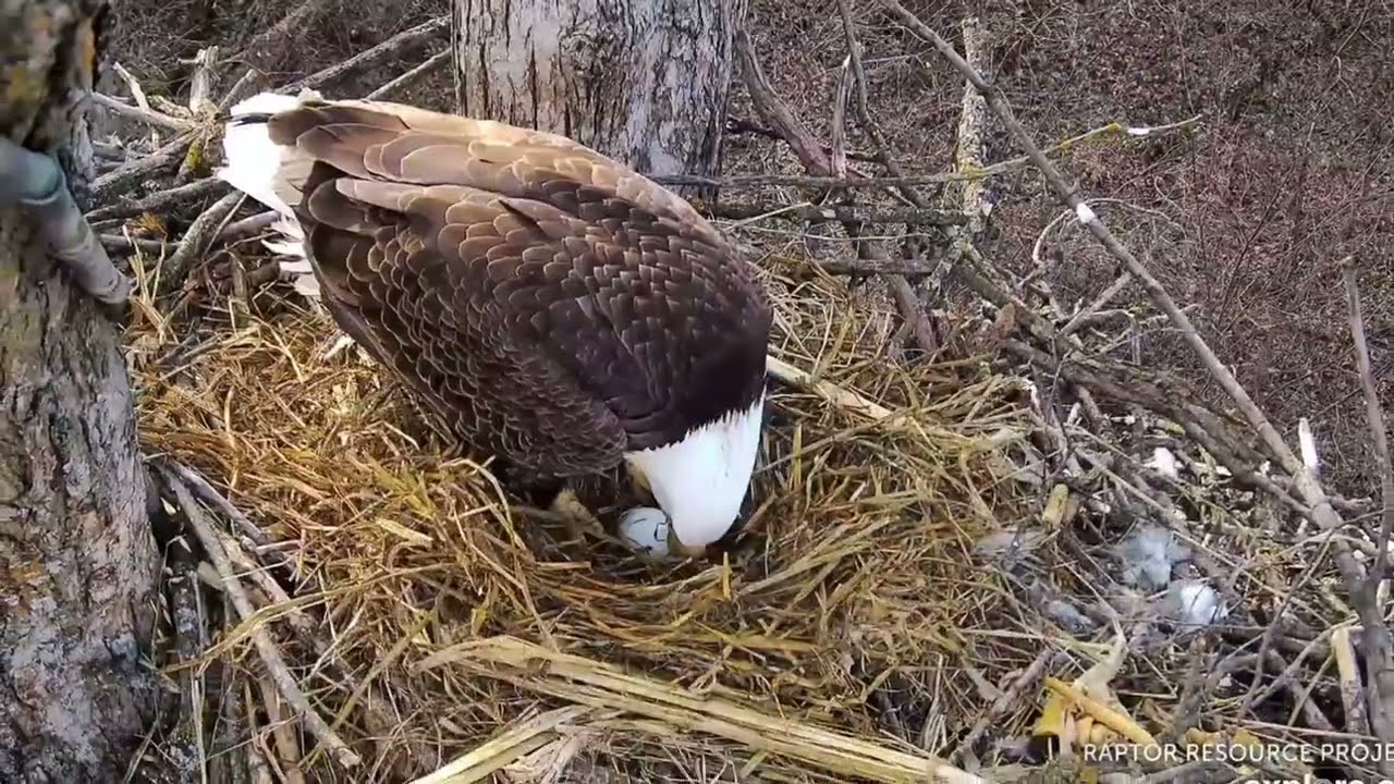 DNF and her treasure, UM buries the egg under the fluff 09.03.2026 Explore Live Nature Cams