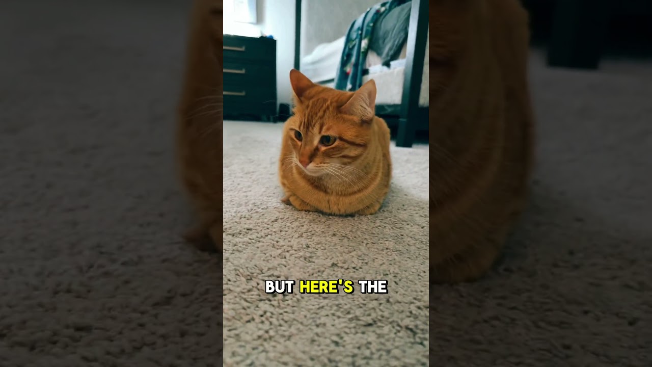 Why Do Cats Sit Like This? 😺 