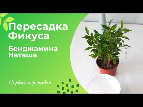 уход в домашних условиях за фикусом Бенджамина Наташа