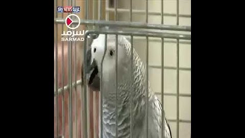 بغبغاء يقرأ سورة الاخلاص والكوثر \ لايفووووتك