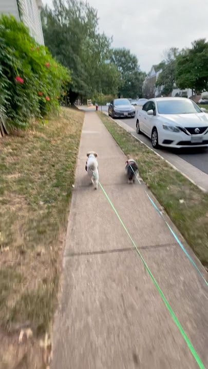 SHIH TZU 285