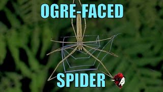 Ogre-faced Spider, missed - Biodiversity Shorts #9