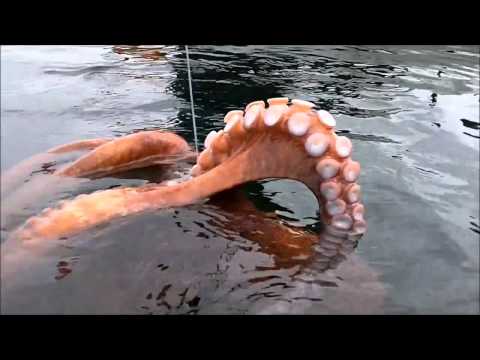 Video: Rybáři Chytili Obří Chobotnici - Alternativní Pohled