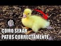 3 Formas Seguras de Saber si un Pato es macho o hembra