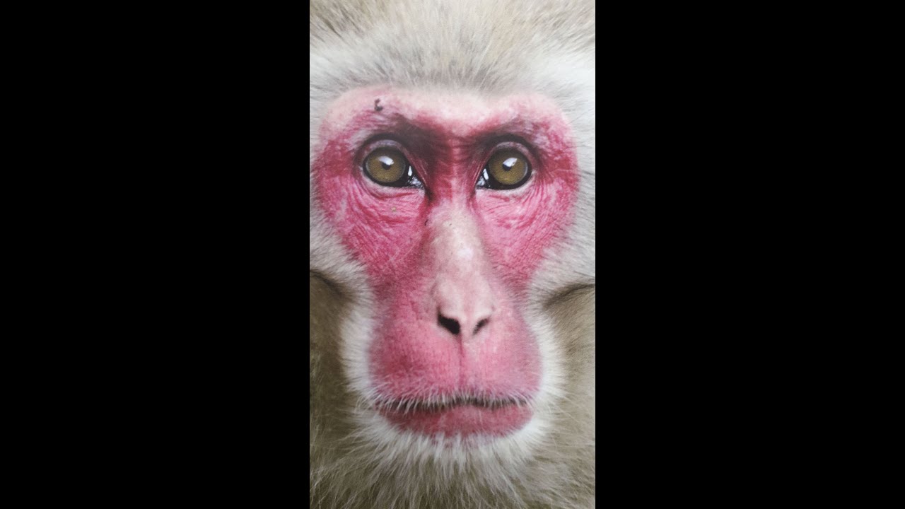 JAPON 2019-Diaporama 03-Singes et Mont FUJI