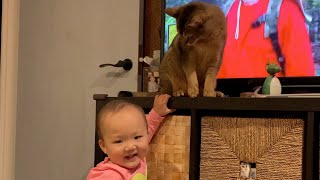 赤ちゃんのいたずらに応える猫のキビ
