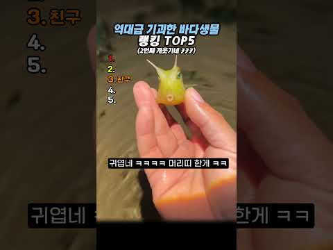 역대급 기괴한 바다생물 랭킹 TOP5 #랭킹#유머#웃긴영상 thumbnail