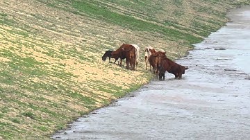 Levees and Flood Risk Management: Image Reel