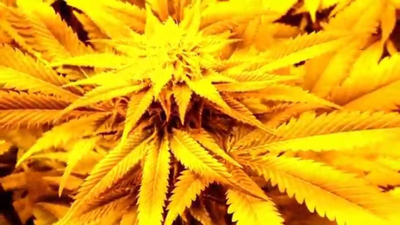 Flower Update, TGA Qrazy Train & Space Bomb, TH seeds Critical hog. & DNA LA Woman, Enjoy , & stayhi