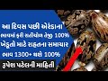 એરંડાના ભાવમાં 1300+ થશે |એરંડા નાં ભાવ:2023 | information about arenda price| coster price trade