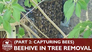 Beehive Removal From Tree (Part 2: Capturing Bees) by Tarsha Homestead 158 views 1 year ago 8 minutes, 14 seconds