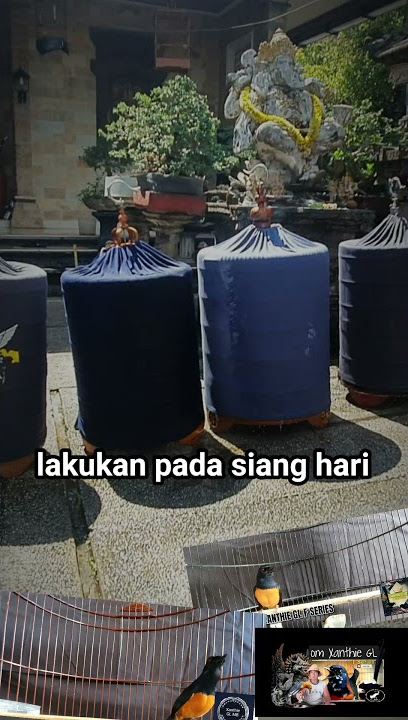 Manfaat Mandi & Jemur Sauna MURAI BATU#Youtubeshort#Videoshort#Muraibatu_Terapi#Bongkar_Isian