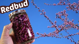 Redbud Flower Recipes  Vinegar, Pickle, Ferment