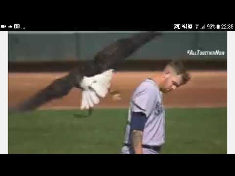 MLB Player gets attacked by an bald Eagle during National Anthem