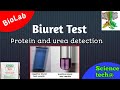 Biuret Test For Protein and Urea Estimation In Laboratory | b.sc| Sciencetech@