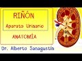 RIÑON y APARATO URINARIO #anatomía