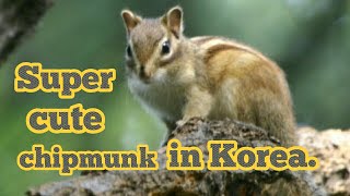 Cute  Siberian chipmunk in Korea.