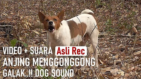 SUARA  ANJING  MENGGONGGONG