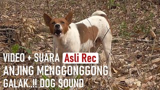 SUARA ANJING MENGGONGGONG