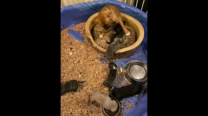 Penny playing with puppies!