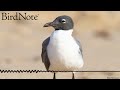 Birding 101: Where to Find Birds