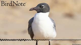 Birding 101: Where to Find Birds