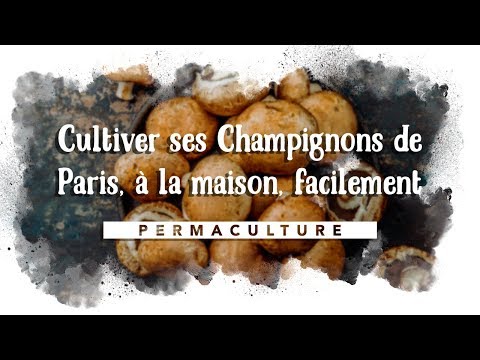 Vidéo: Comment Mariner Des Champignons à La Maison