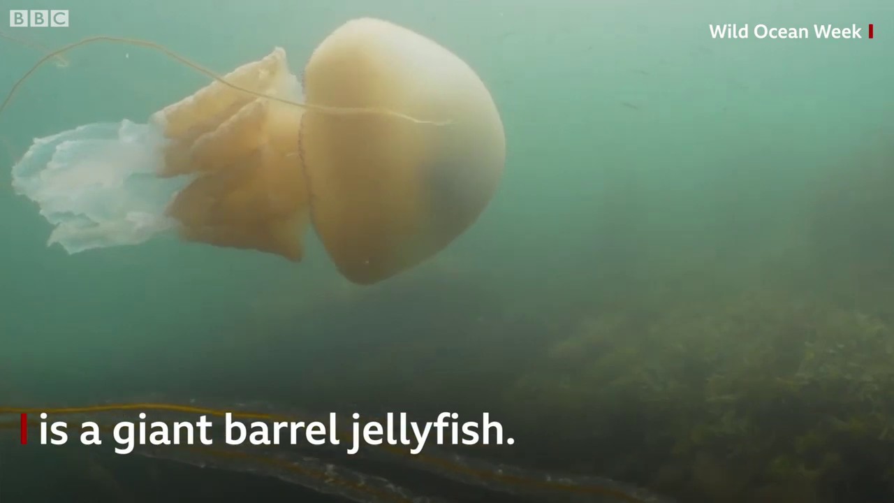 Giant jellyfish spotted by divers කිමිදුම්කරුවන් විසින් දැක ඇති යෝධ