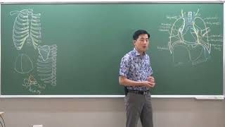 NGỰC: PHỔI - (1) HÌNH THỂ NGOÀI VÀ CẤU TẠO