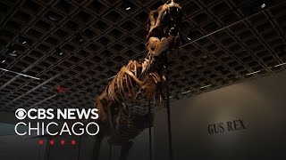 Rare T. Rex skeleton sells for $50.1 million
