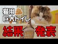 う○こ被害続出でデオトイレ快適ワイドに変えて１か月後！ASMR｜ちゅ～る咀嚼音｜もふ猫