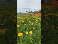 Have Grass? You Need a Trackless Rotary Finishing Mower!