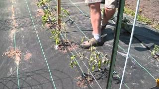 Here i show how to do the florida weave on tomato plants
