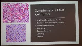 Mast Cells Tumors in Cats