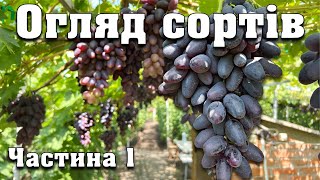 Огляд сортів на нашому винограднику. Детальна екскурсія. Частина 1