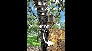 Ultimate Squirrel House Build (With Camera) INSIDE VIEW Pt.3 | My Backyard Friends