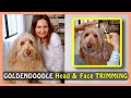 BASIC HEAD &amp; FACE TRIMMING (for my shaggy GOLDENDOODLE)