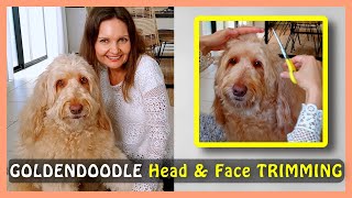 BASIC HEAD &amp; FACE TRIMMING (for my shaggy GOLDENDOODLE)